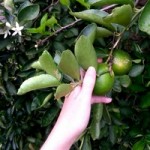 Uit eigen tuin!