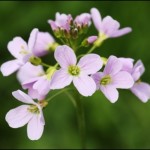 pinksterbloem