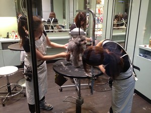 Grote dierenwinkels hebben niet alleen échte honden in de etalge maar ze hebben ook een afdeling Spa!