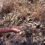 (Dode) pofadders in het gras