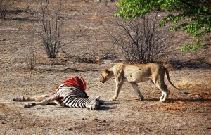 Etosha - Kill!