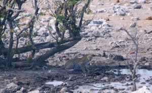 Etosha - luipaard