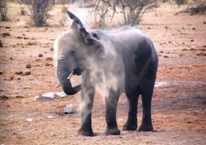 Etosha - olifant