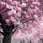 Bloesem op Pink Saturday