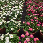 Pink Saturday & Het tuincentrum