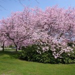 In bloei op Pink Saturday
