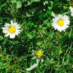 Moederdag 2016: verrassend!